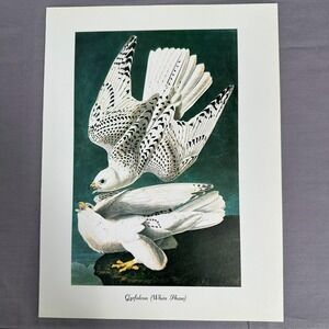 1950 Vintage Gyrfalcon Print  American Bird Wall Art Illustration Audubon